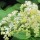  (23/05/2016) Rodgersia 'La Blanche' added by Shoot)