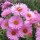  (23/05/2016) Aster novae-angliae 'Vibrant Dome' added by Shoot)