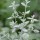  (24/05/2016) Micromeria fruticosa added by Shoot)