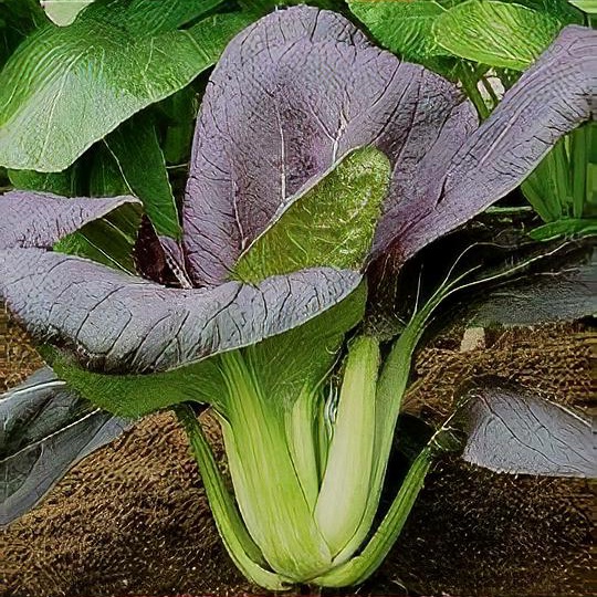 Brassica rapa (Chinensis Group) 'Red Choi' 