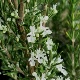 Salvia rosmarinus f. albiflorus 'Lady in White'
