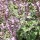 (24/05/2016) Salvia fruticosa  added by Shoot)