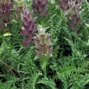  (25/05/2016) Acanthus hirsutus subsp. syriacus added by Shoot)