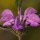 Phlomis herba-venti (26/05/2016) Phlomis herba-venti added by Shoot)