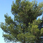  (25/05/2016) Pinus halepensis added by Shoot)