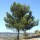  (25/05/2016) Pinus halepensis added by Shoot)