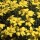  (26/05/2016) Eriophyllum lanatum added by Shoot)