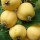  (13/06/2016) Malus 'Winter Gold' added by Shoot)