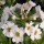  (15/06/2016) Primula japonica 'Alba' added by Shoot)