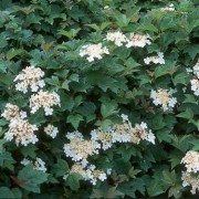 Viburnum opulus 'Nanum' (03/02/2017) Viburnum opulus 'Nanum' added by Shoot)