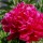 (03/09/2018) Paeonia lactiflora 'L'eclatante' added by Shoot)