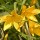 Hemerocallis citrina (04/12/2018) Hemerocallis citrina added by Shoot)