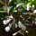  (04/12/2018) Weigela 'Black and White'  added by Shoot)