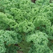  (10/05/2016) Brassica oleracea (Acephala Group) added by Shoot)