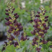     Baptisia 'Dutch Chocolate'  (24/01/2017) Baptisia 'Dutch Chocolate' (Decadence Series) added by Shoot)