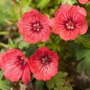  (08/02/2017) Geranium (Cinereum Group) 'Jolly Jewel Coral' (Jolly Jewel Series) added by Shoot)