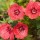 (08/02/2017) Geranium (Cinereum Group) 'Jolly Jewel Coral' (Jolly Jewel Series) added by Shoot)