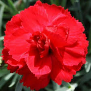 Dianthus 'Lady in Red'
