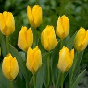Tulipa 'Strong Gold'