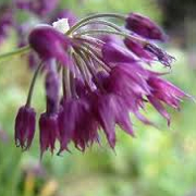 Allium forrestii