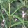  (20/06/2016) Polygonatum verticillatum 'Rubrum' added by Shoot)