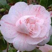 (21/06/2016) Camellia japonica 'Angello' added by Shoot)