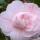  (21/06/2016) Camellia japonica 'Angello' added by Shoot)