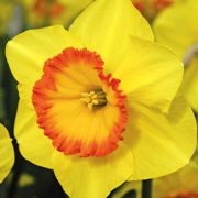 (22/06/2016) Narcissus 'Delibes' added by Shoot)
