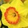  (22/06/2016) Narcissus 'Delibes' added by Shoot)