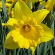  (22/06/2016) Narcissus 'Unsurpassable' added by Shoot)