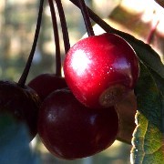  (29/06/2016) Malus 'Veitch's Scarlet' added by Shoot)