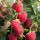  (29/06/2016) Rubus idaeus 'Himbo Top' added by Shoot)