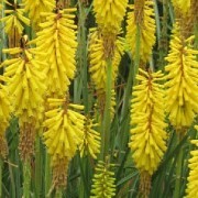  (29/06/2016) Kniphofia 'Sunningdale Yellow'  added by Shoot)