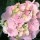  (04/07/2016) Hydrangea macrophylla 'Sindarella'  added by Shoot)