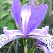  (04/07/2016) Iris missouriensis added by Shoot)
