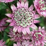  (04/07/2016) Astrantia major 'Penny's Pink' added by Shoot)