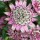  (04/07/2016) Astrantia major 'Penny's Pink' added by Shoot)