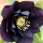 (05/07/2016) Helleborus x hybridus double black-flowered added by Shoot)