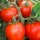  (06/07/2016) Lycopersicon esculentum 'Red Cherry' added by Shoot)