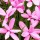  (08/07/2016) Rhodohypoxis milloides 'Damask' added by Shoot)