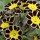  (08/07/2016) Primula Gold-laced Group 'Gold Lace Black' added by Shoot)