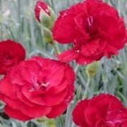  (08/07/2016) Dianthus 'Kiwi Class Act' (Kiwi Series) added by Shoot)