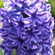 Hyacinthus orientalis 'Ostara' 