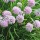  (11/07/2016) Allium senescens added by Shoot)