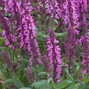  (11/07/2016) Salvia nemorosa 'New Dimension Rose' added by Shoot)