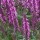  (11/07/2016) Salvia nemorosa 'New Dimension Rose' added by Shoot)