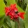  (12/07/2016) Canna indica  added by Shoot)
