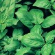 Ocimum basilicum 'Sweet Green'
