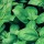  (12/07/2016) Ocimum basilicum 'Sweet Green' added by Shoot)