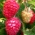  (13/07/2016) Rubus idaeus 'Glen Lyon' added by Shoot)